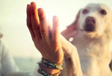 Anjos de Companhia - Quem somos