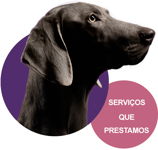 Serviços que prestamos